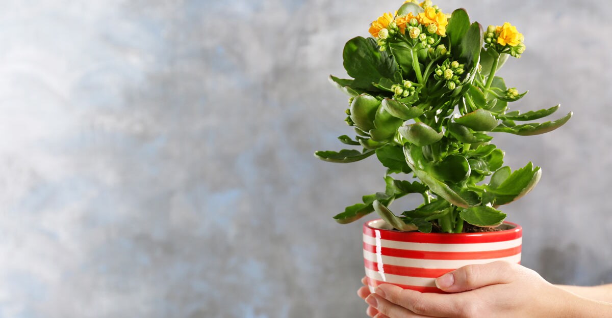 Gift a plant