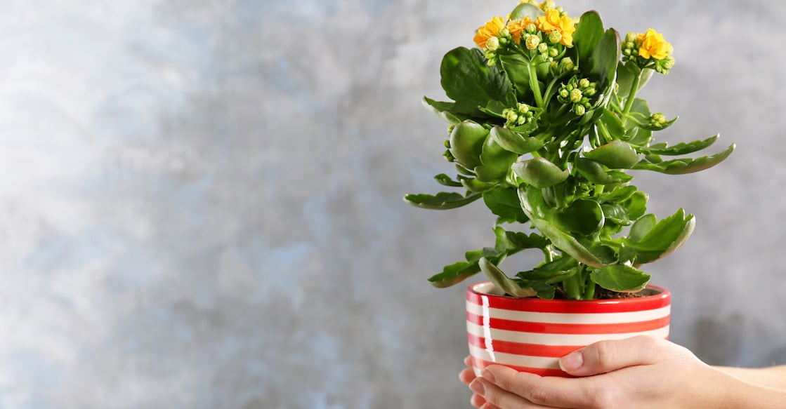 Gift a plant Gift a plant