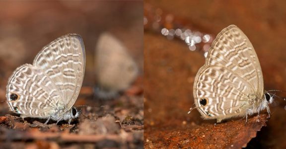 New Butterfly Species Discovered In Western Ghats, Researchers Term It  Historical | Lifestyle News | English Manorama