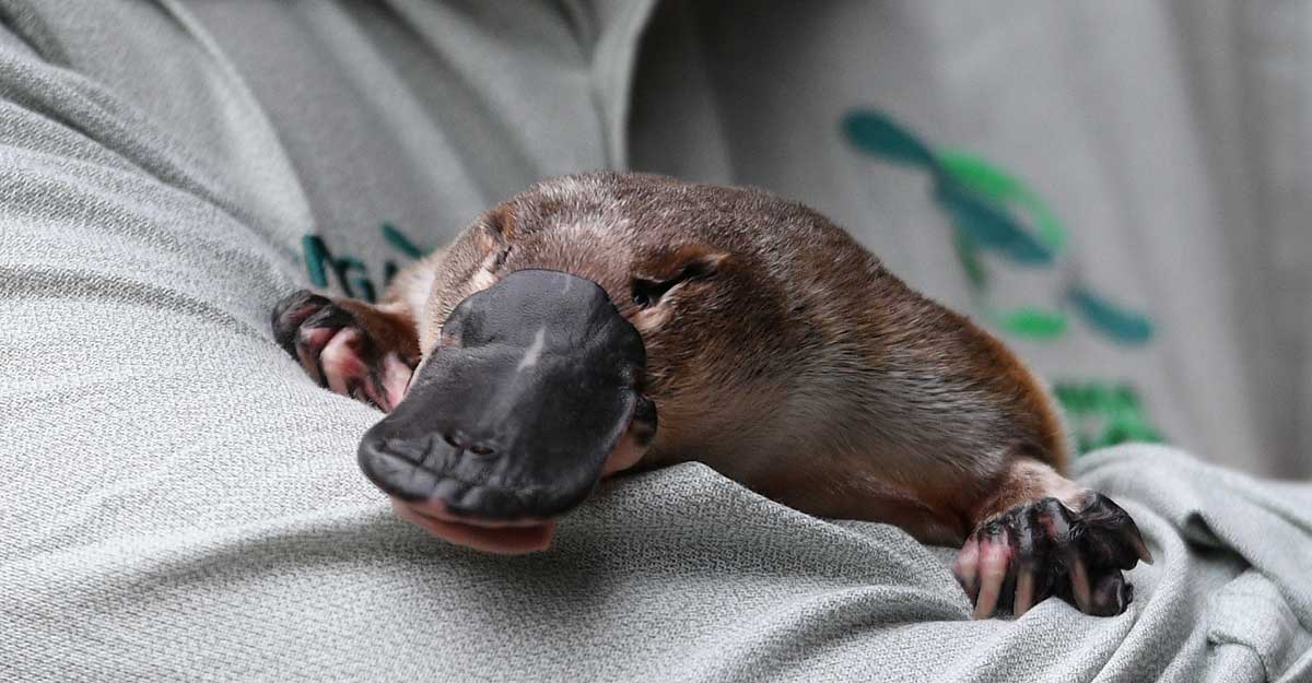 World's first platypus sanctuary to come up in Australia Lifestyle