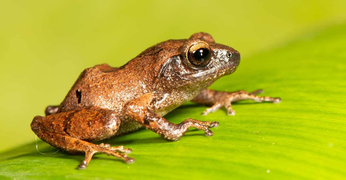raorchestes-drutaahu raorchestes-drutaahu