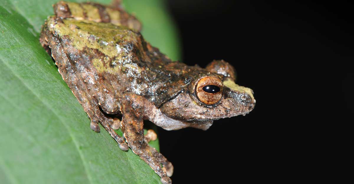 raorchestes-keirasabinae raorchestes-keirasabinae
