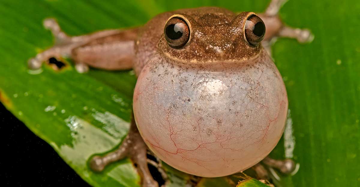 raorchestes-ponmudi raorchestes-ponmudi