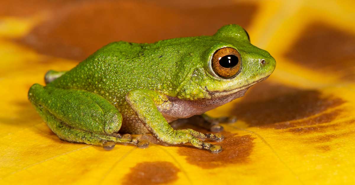 raorchestes-sanjappai-sd-biju raorchestes-sanjappai-sd-biju