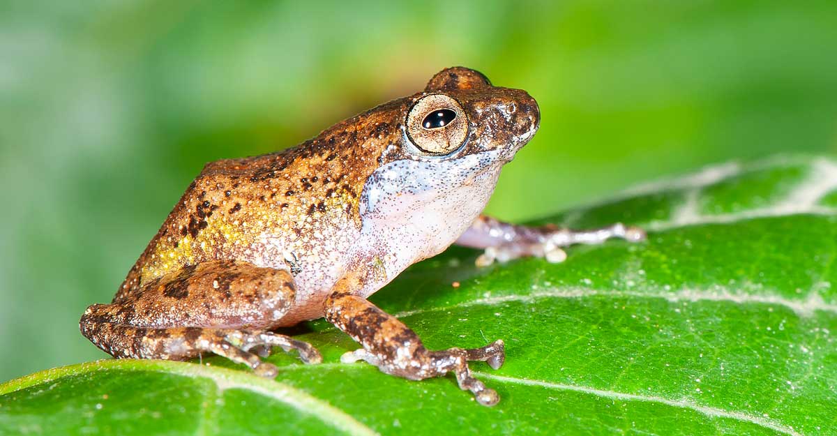 raorchestes-vellikkannan raorchestes-vellikkannan