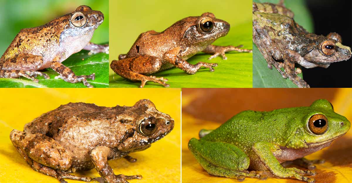 Five new species of shrub frogs found in Western Ghats