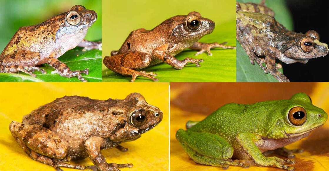 Five new species of shrub frogs found in Western Ghats