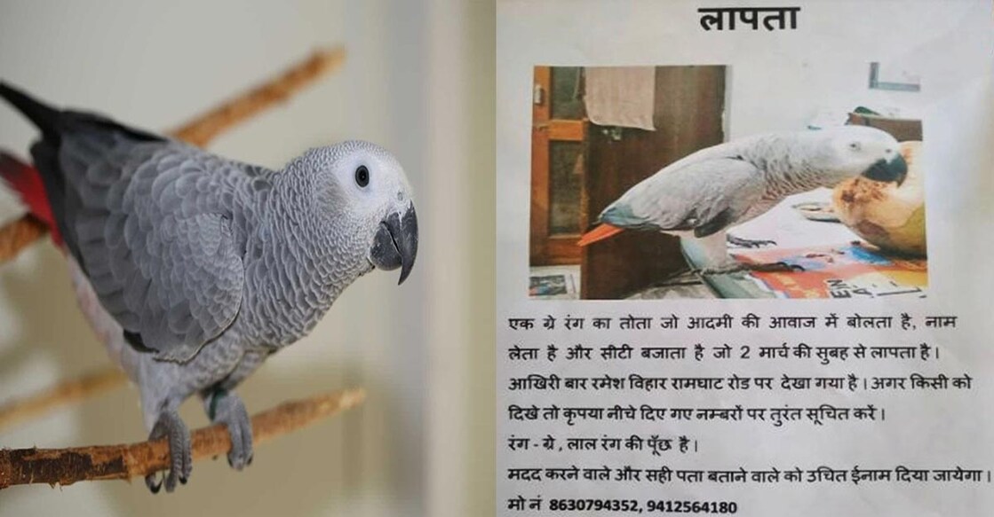 African parrot African parrot