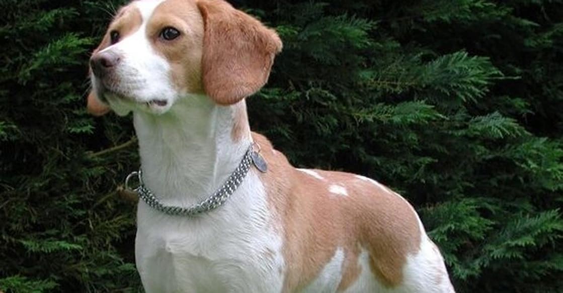 Beagle Beagle