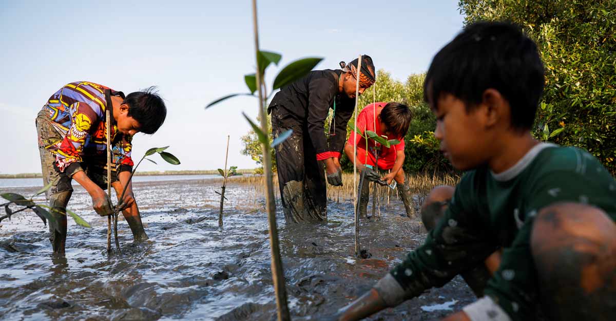 Indonesia mangrove Indonesia mangrove