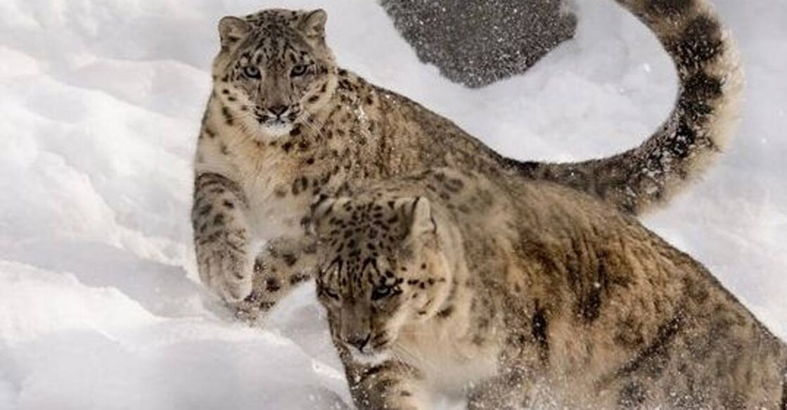 snow leopard