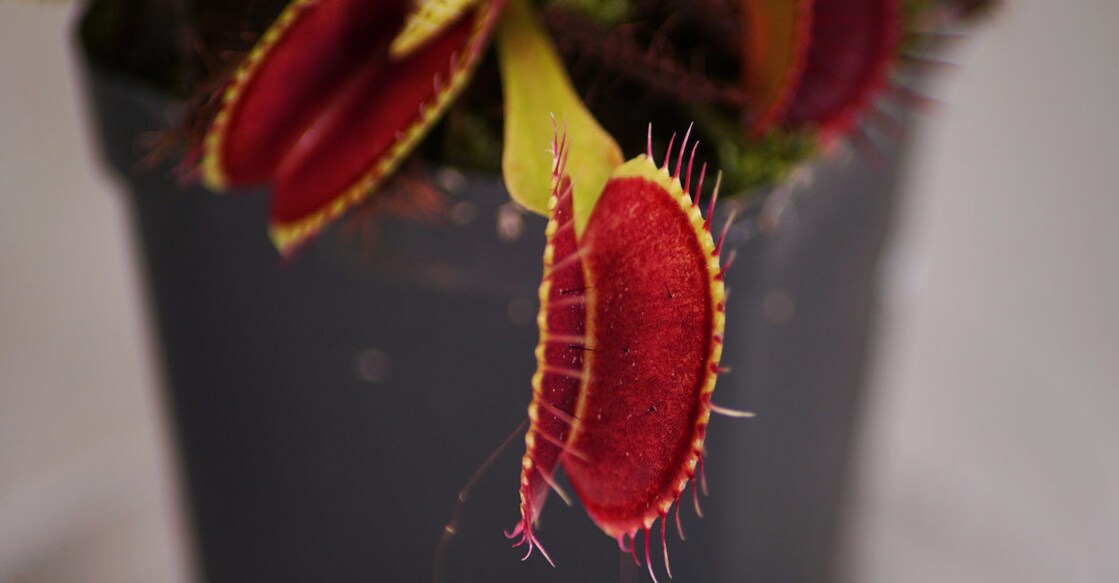 Venus flytrap