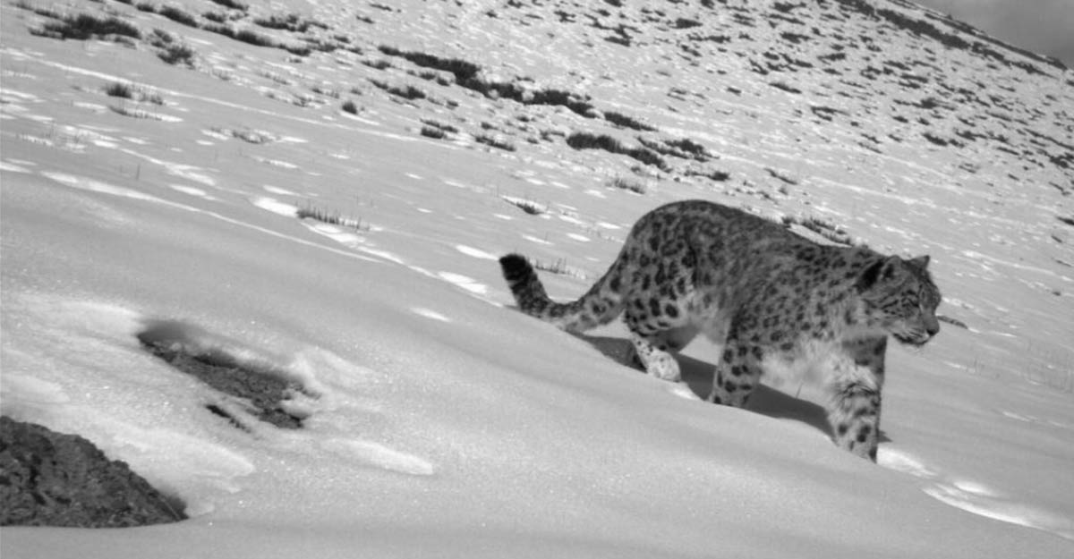 snow leopard