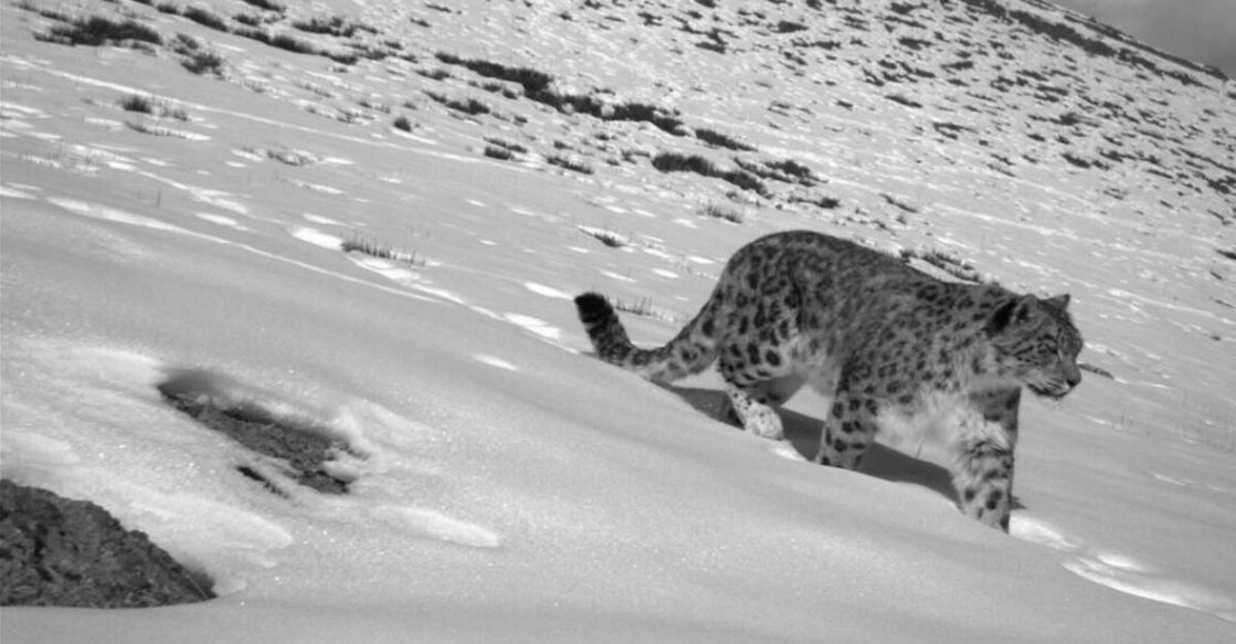 snow leopard snow leopard