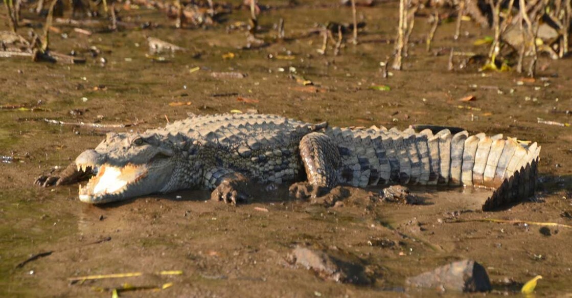 crocodile