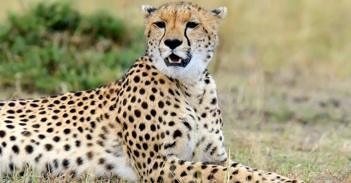 cheetah cheetah