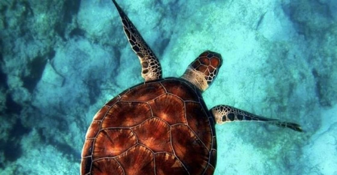 turtle turtle