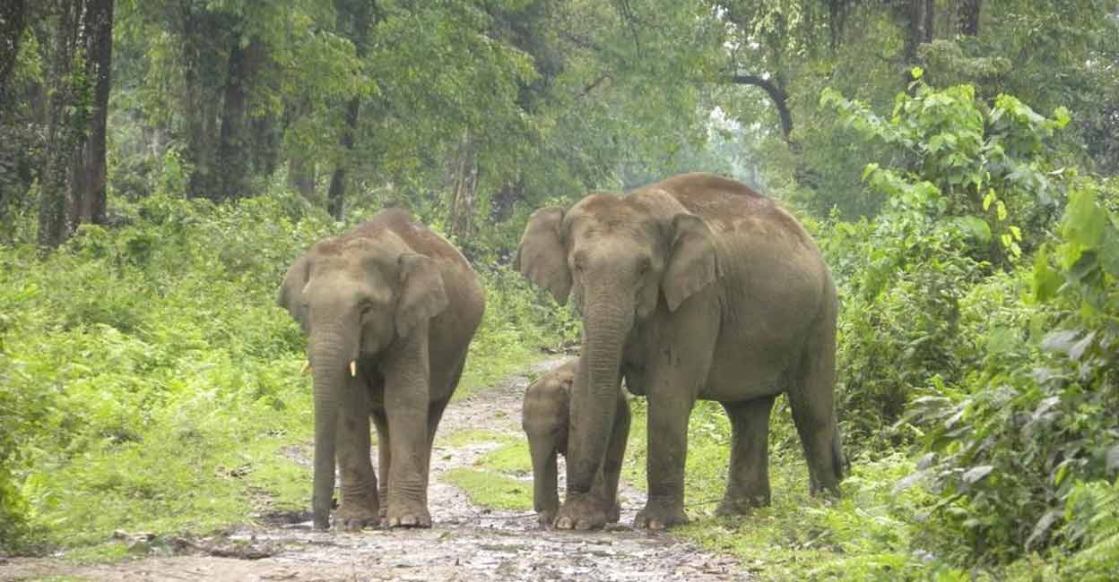 Assam national parks