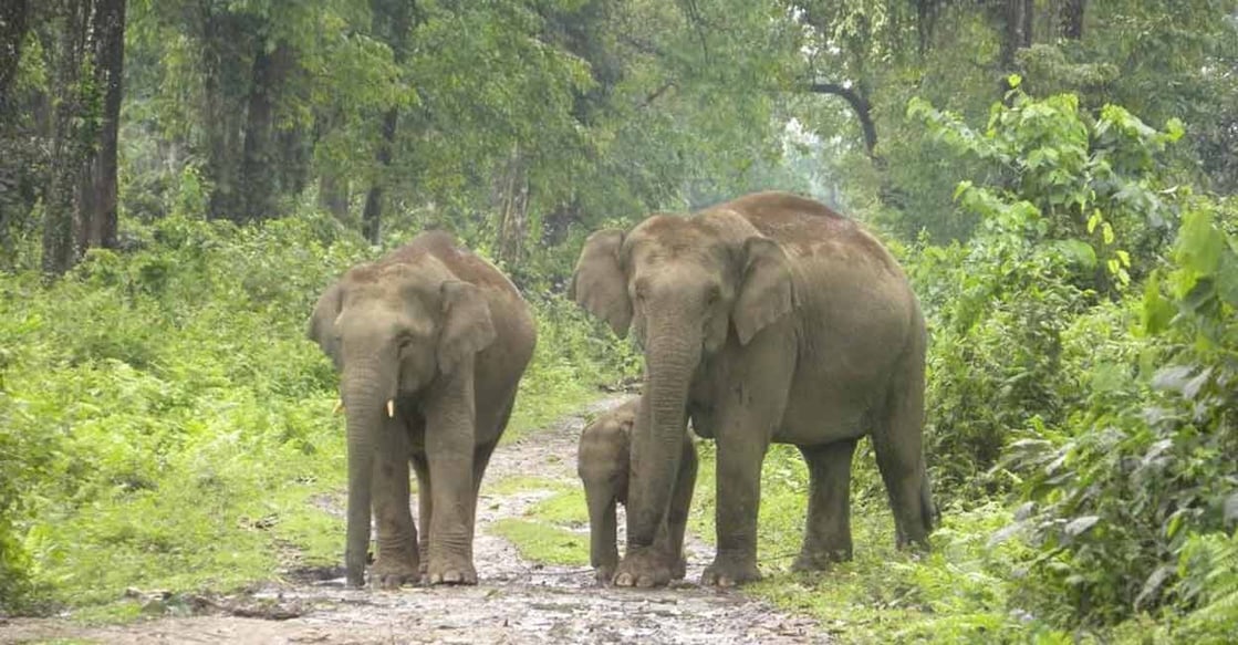 Assam national parks Assam national parks