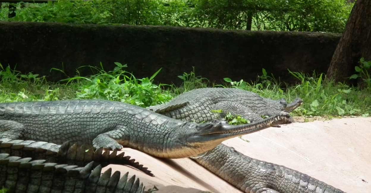 Hyderabad Zoo breeding endangered species successfully | Lifestyle News | English Manorama Hyderabad Zoo breeding endangered species successfully | Lifestyle News | English Manorama