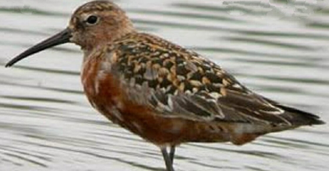 migratory bird