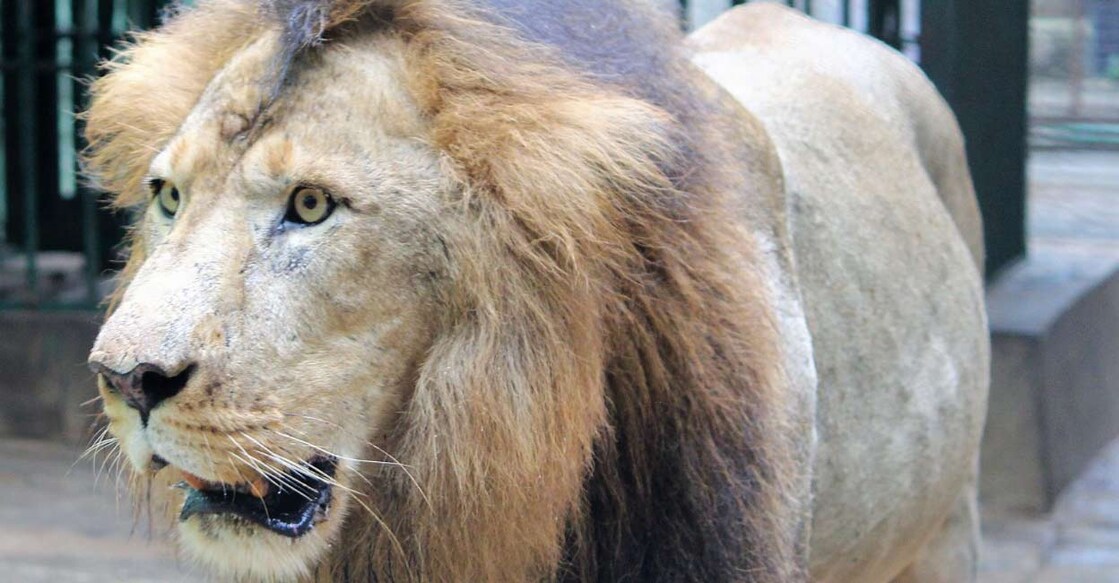 lion