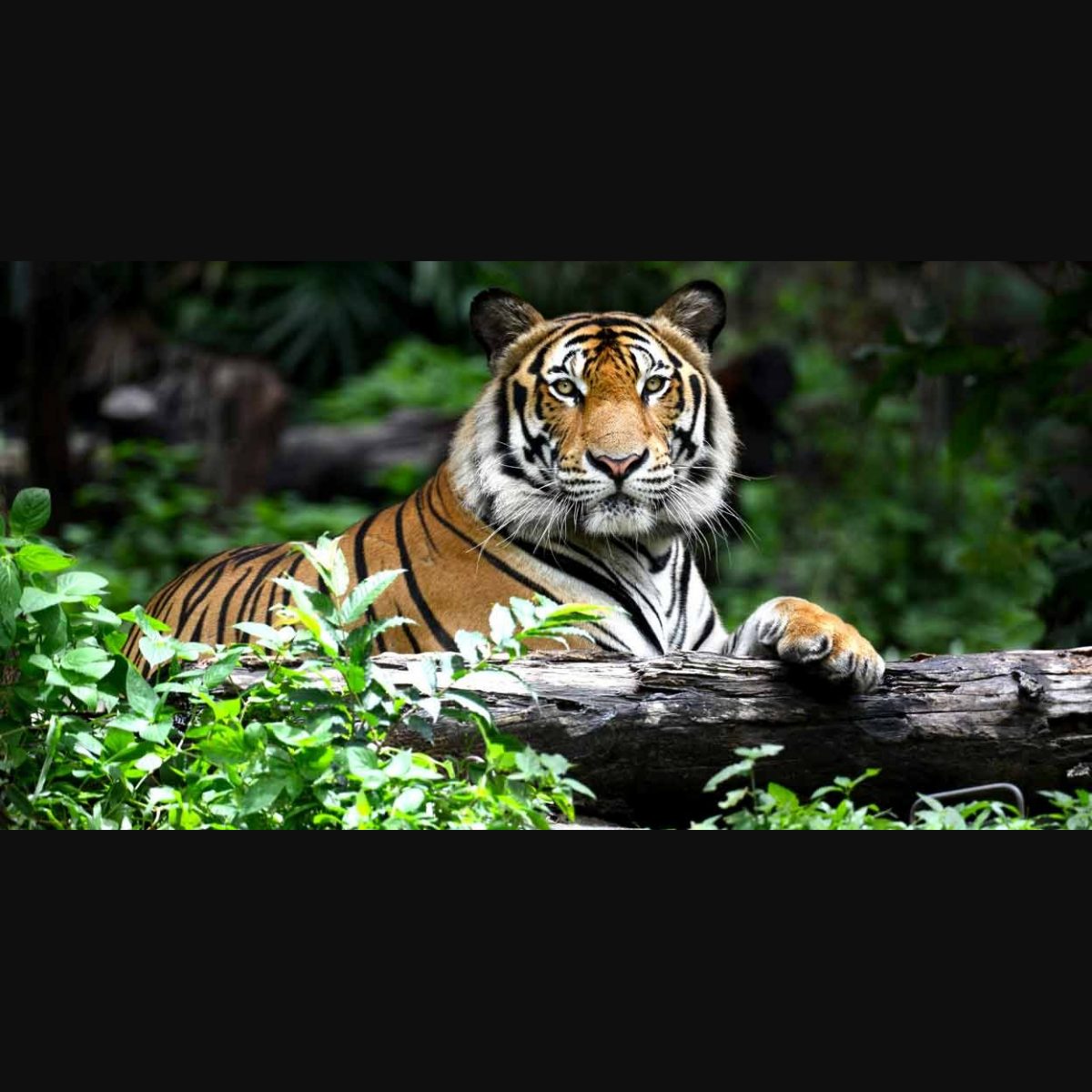 All four Assam tiger reserves get CATS accreditation | Lifestyle News |  English Manorama