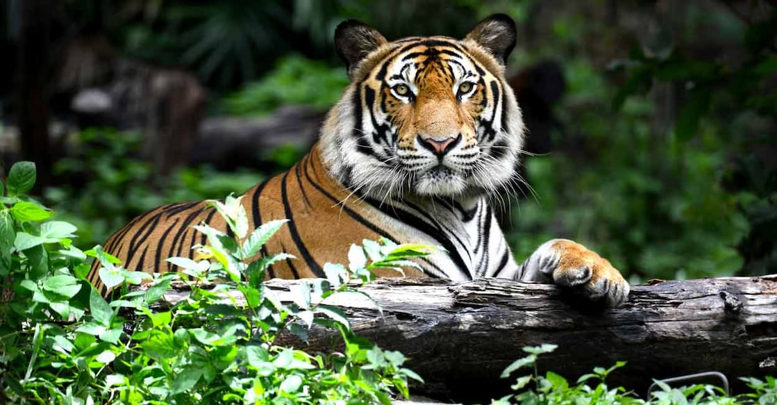 Corbett, Rajaji tiger reserves to remain open throughout the year