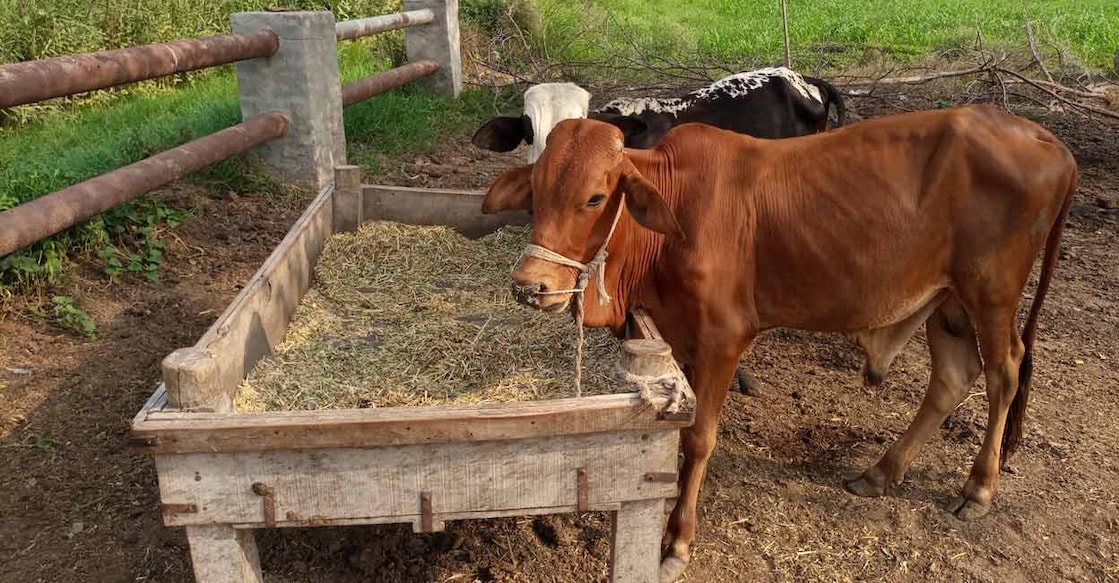 According to PETA India functionaries, Cow Appreciation Day was created by a US fast-food chain, as a marketing gimmick. Image courtesy: Tea Talk/Shutterstock