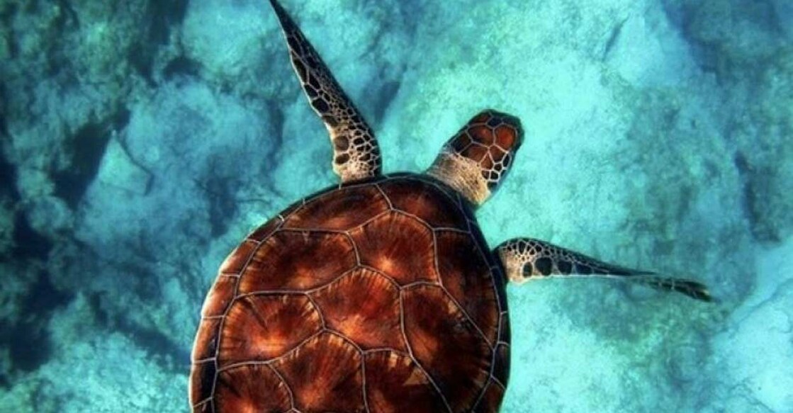 Sea turtle Sea turtle