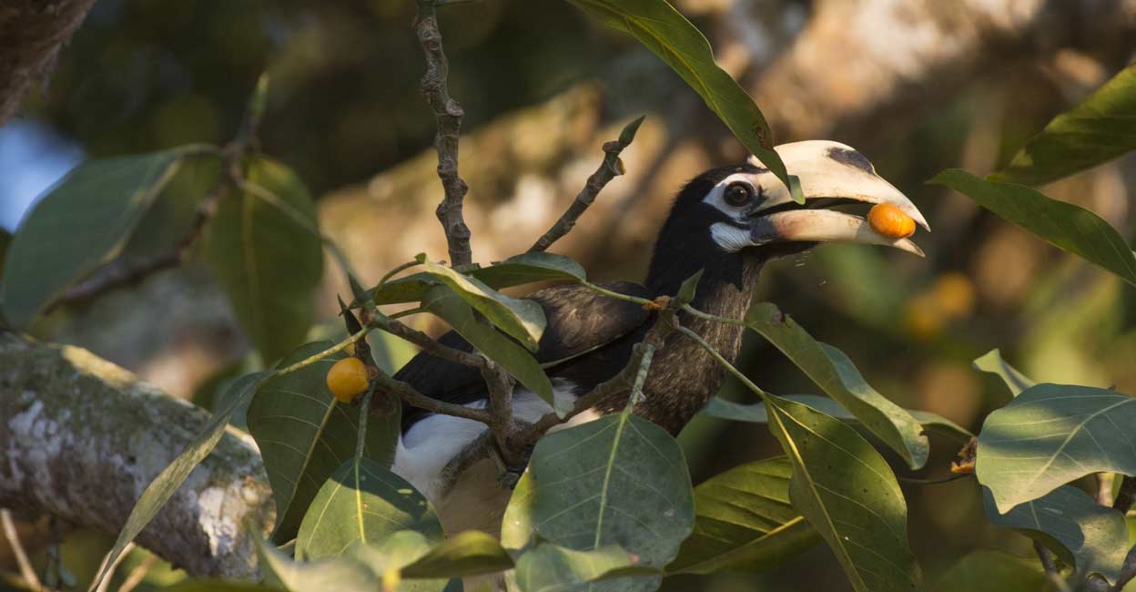 birds