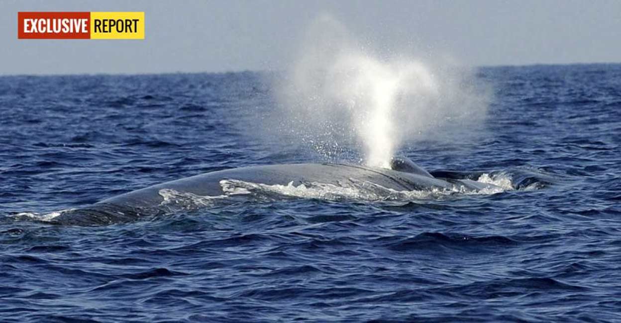 Listen to Blue Whale sound recorded first time off Kerala coast ...