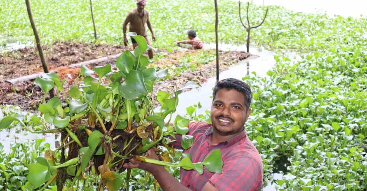 Water Hyacinth Malayalam Meaning