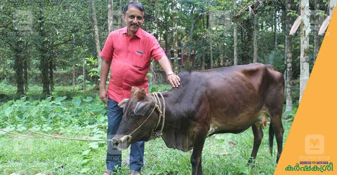 Periyar cow