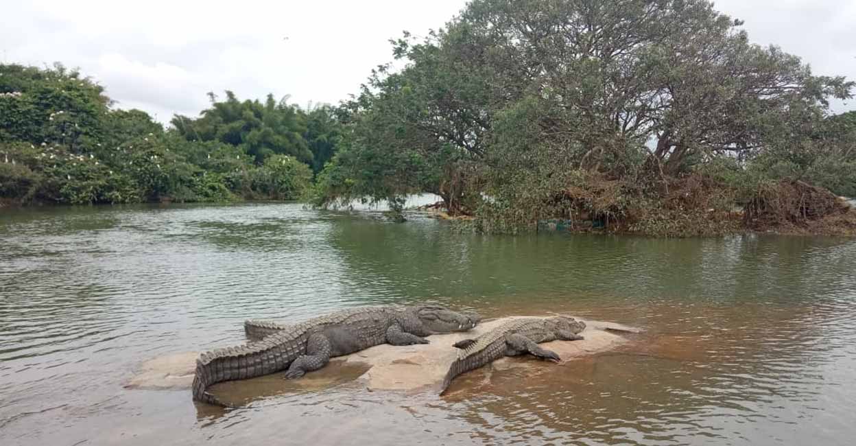 Pakshi Kaashi Ranganathittu opens for public story