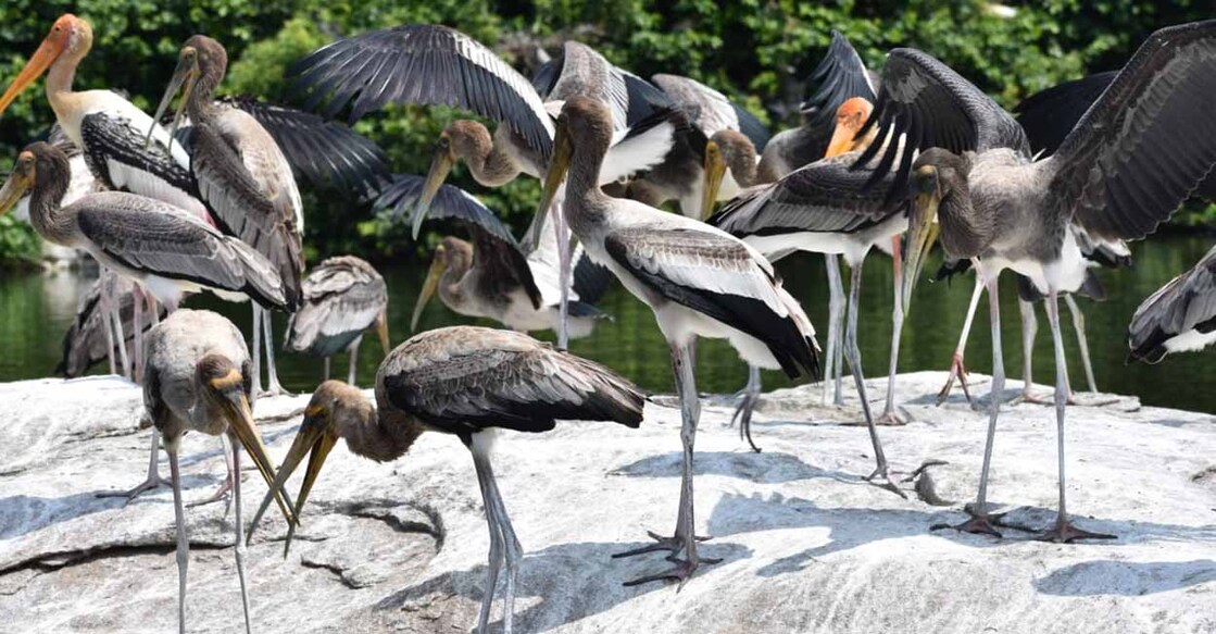 bird sanctuary