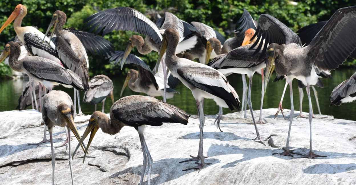 bird sanctuary