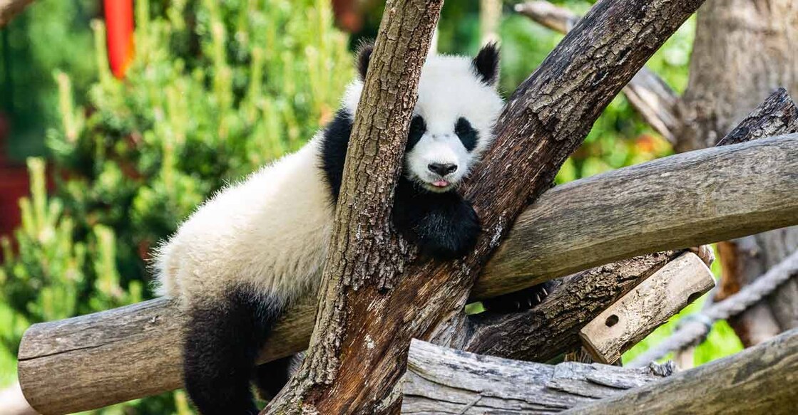 wild giant Panda