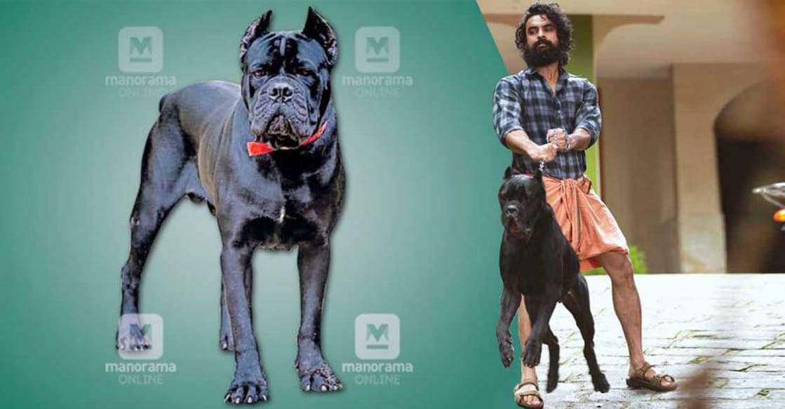 cane corso