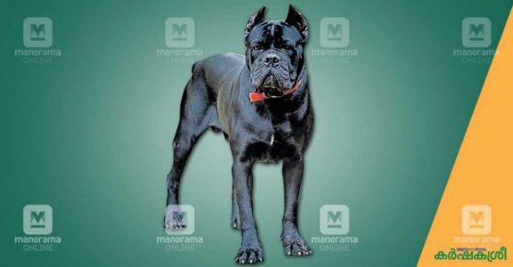 Cane Corso: Dog Breed Characteristics & Care