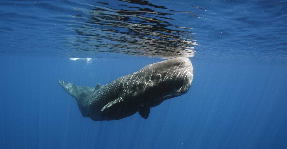 Endangered sperm whales mostly eat fish like cuttle and squid. Image courtesy: IANS