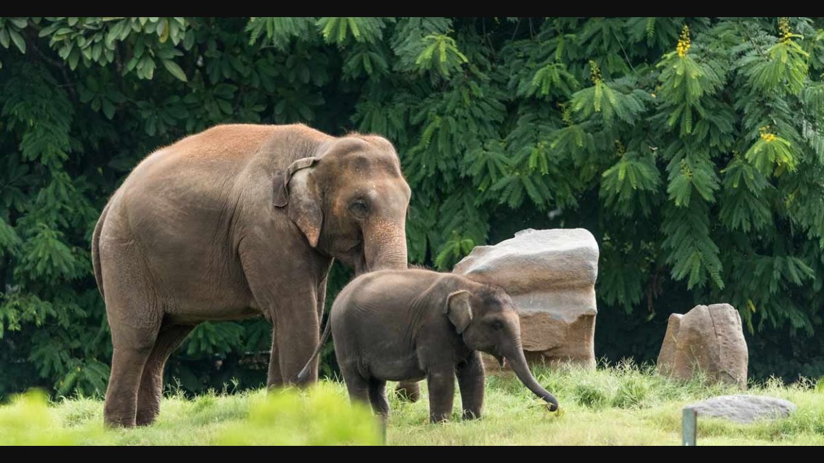 World Elephant Day: Spread a word to protect the fascinating animal |  Lifestyle News | English Manorama
