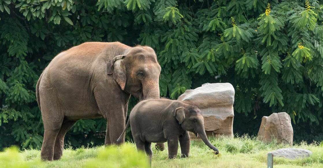 Elephant