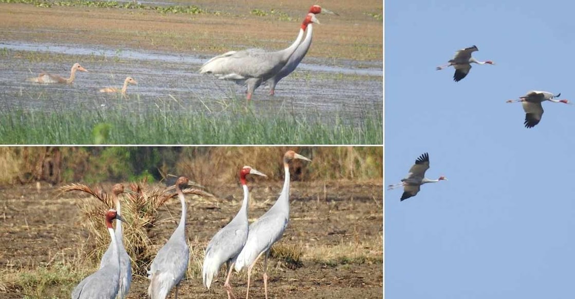 Sarus Sarus