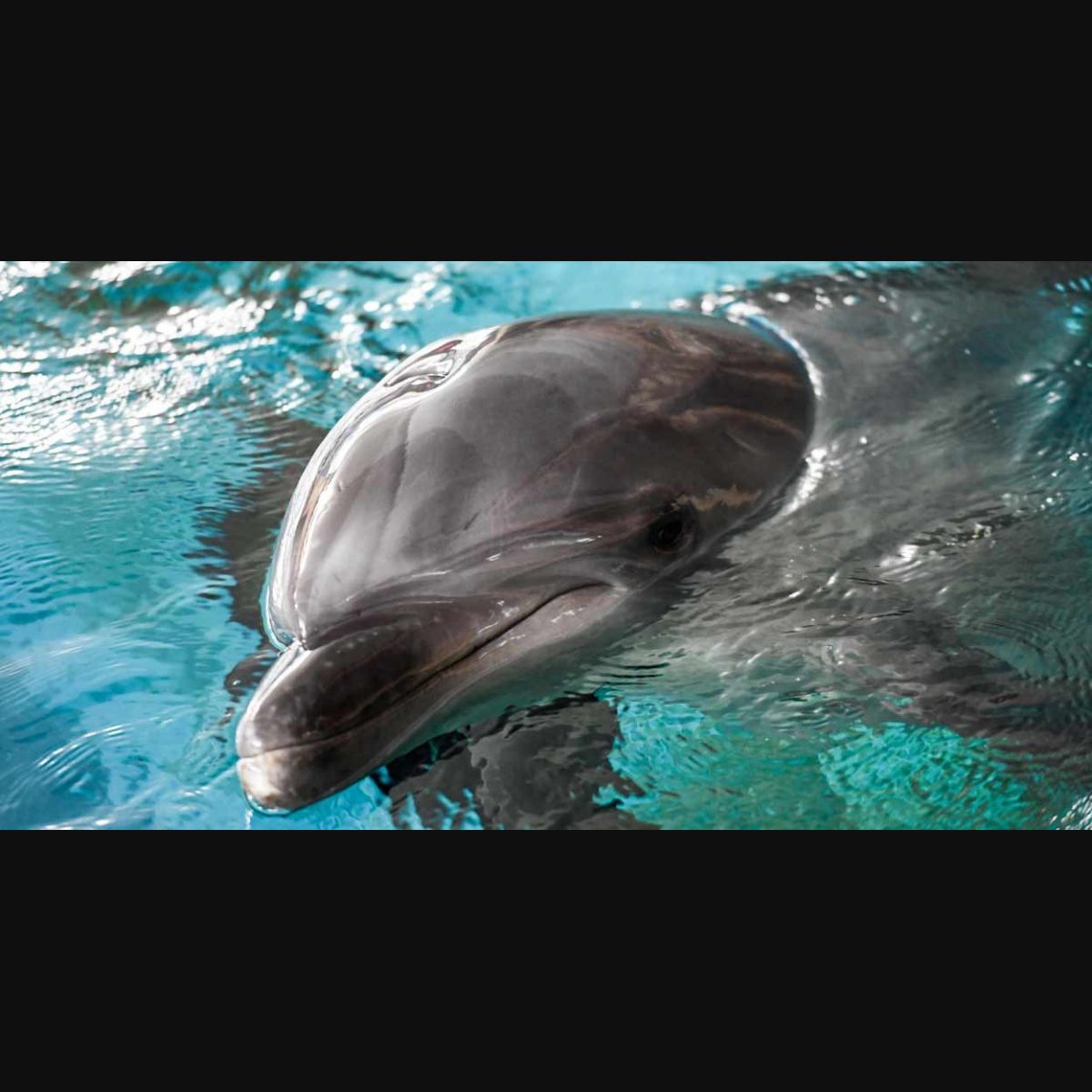 India's first dolphin community reserve to come up in Bengal, Environment  News