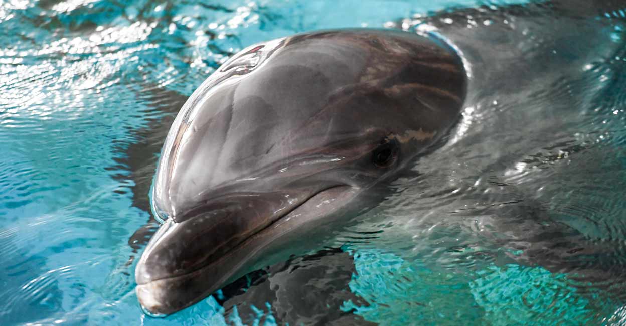 Bottlenose dolphin