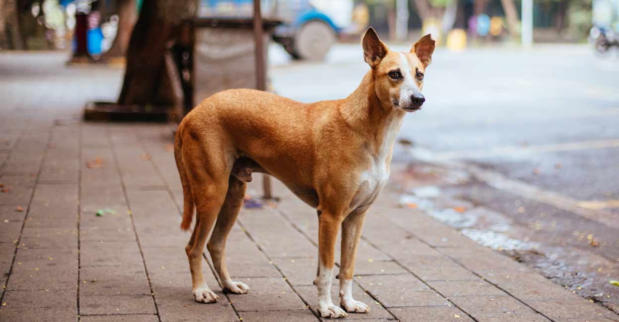 A store street dog