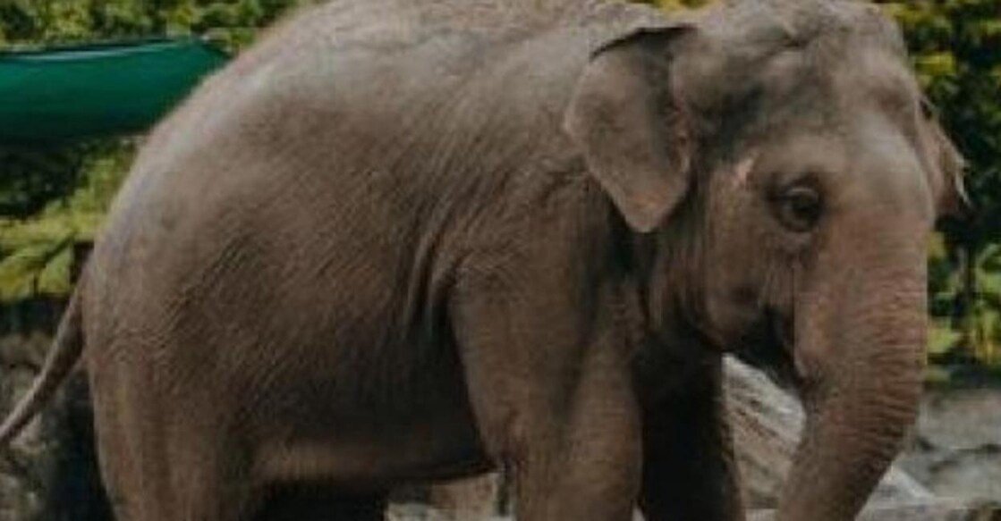 Elephant.