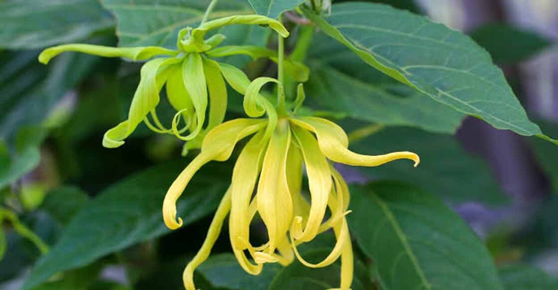 Ylang ylang is a rich essential oil used in high-end perfumery and aromatherapy.