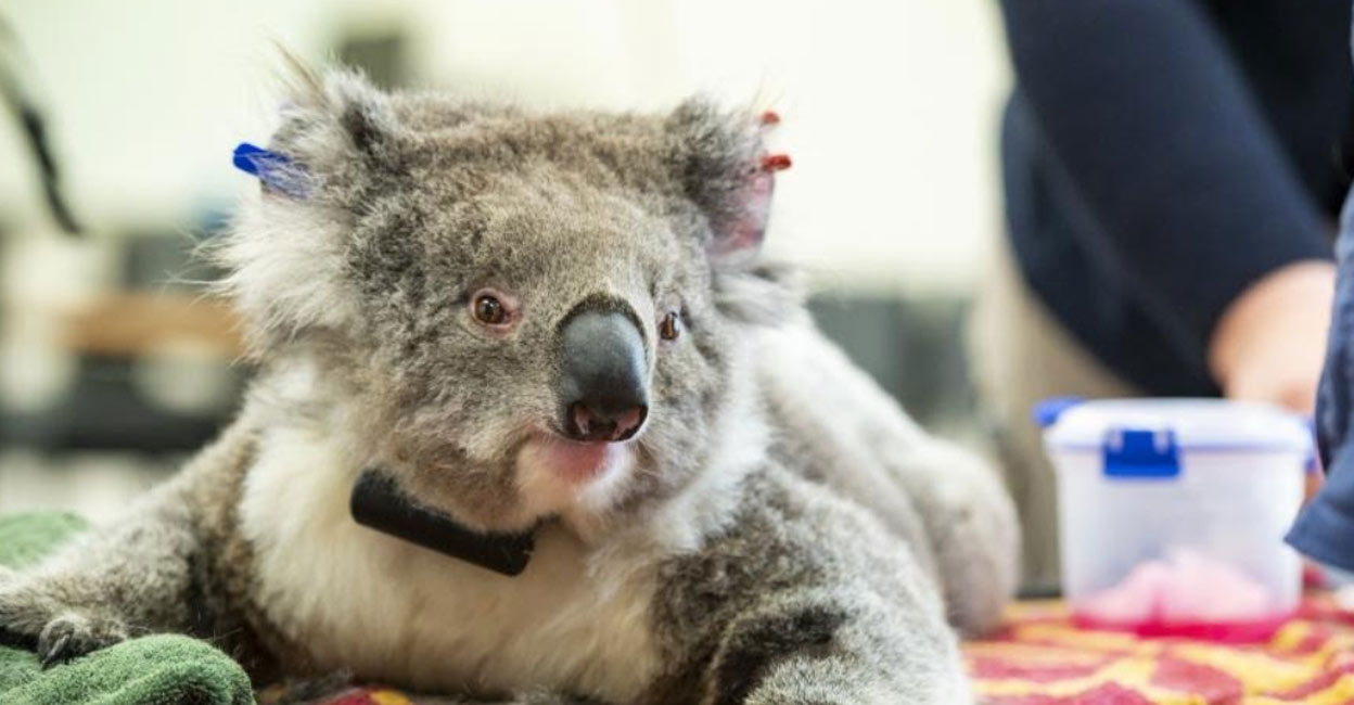 Photo taken on Dec. 6, 2020 shows a female Koala in health check in Melbourne, Australia. (Zoos Victoria/Handout via Xinhua)